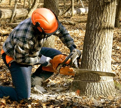 Tree Removal in Castleton, VA